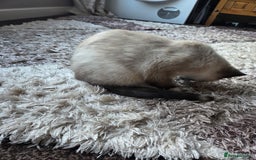 Siamese cats for sale: Siamese kitten - Advert 3