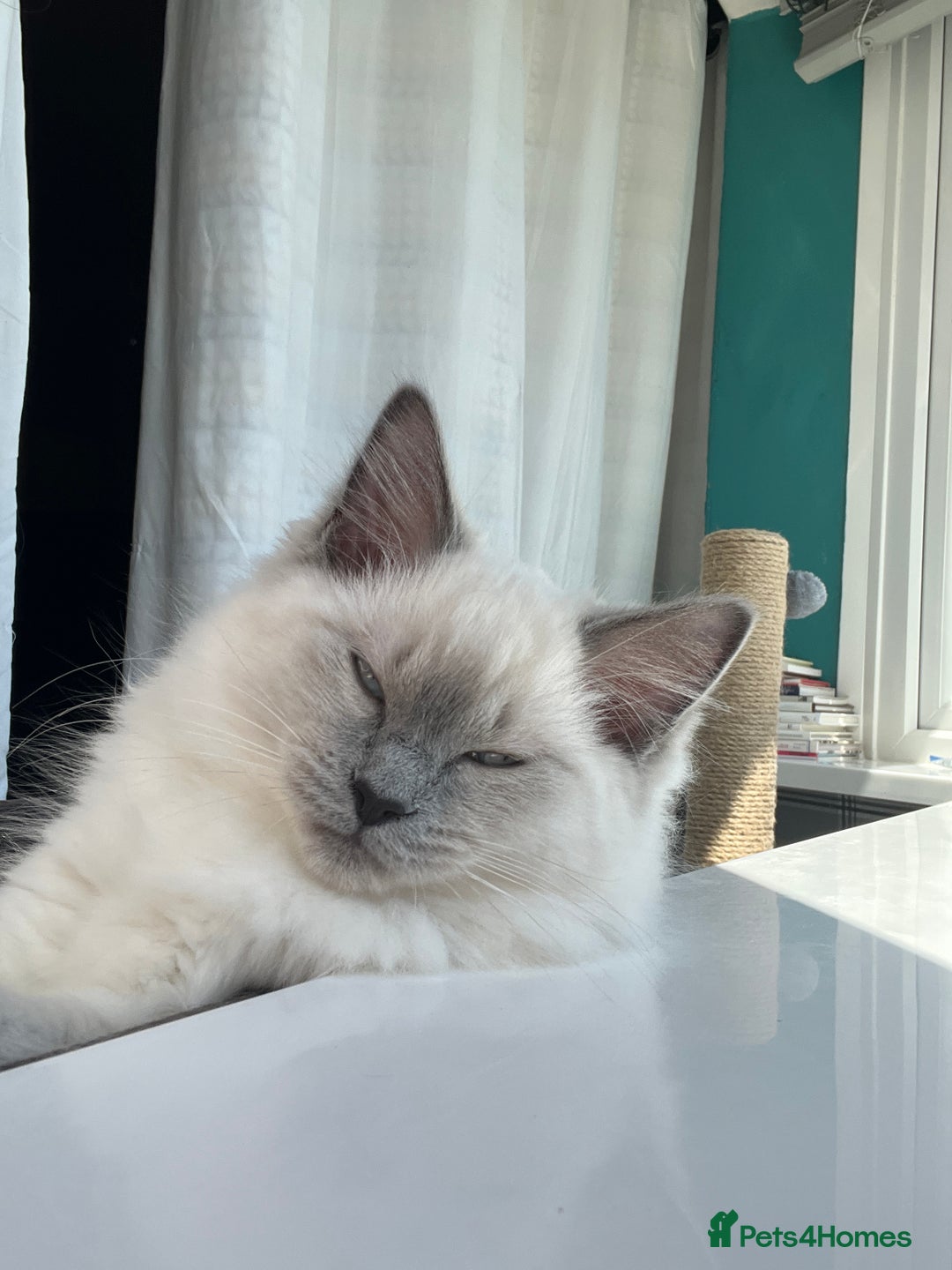 Mixed Breed cats for sale: Ragdoll mix girl needs new home - Advert 18