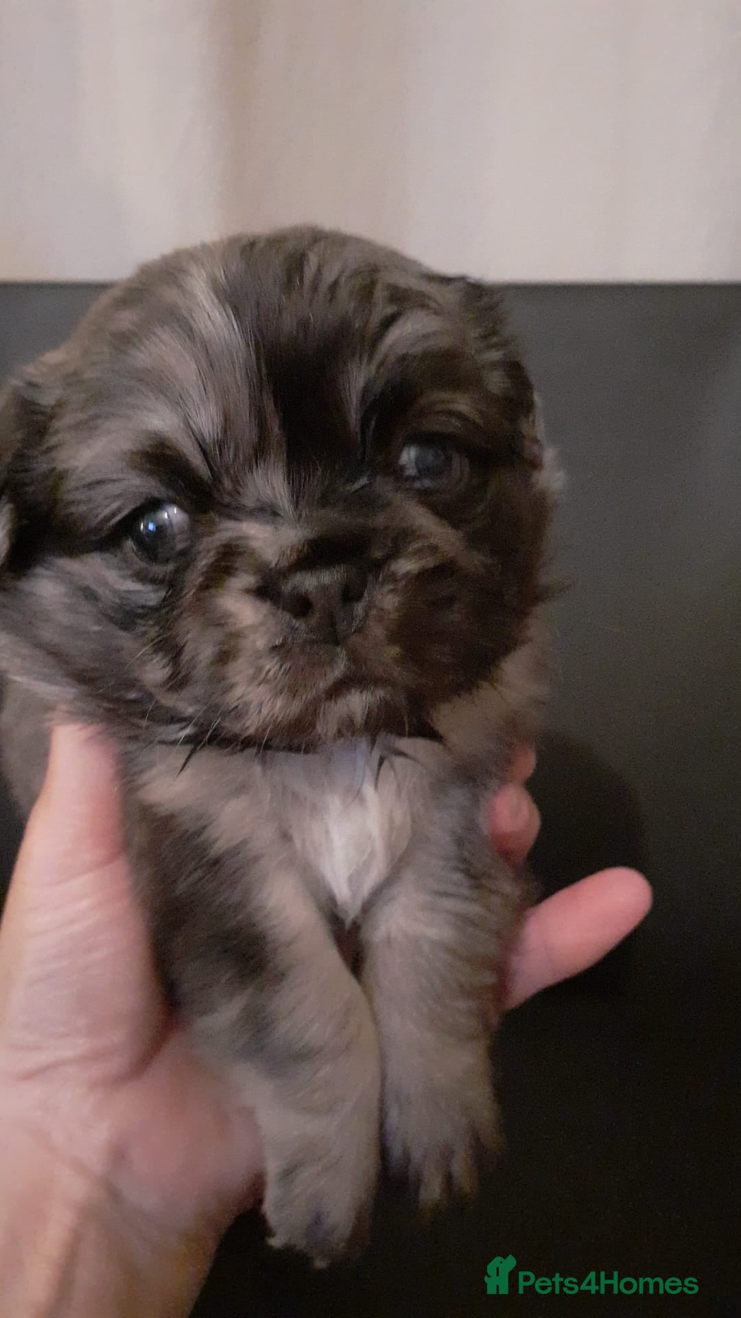 Pug dogs for stud: Merle n tan pug carrying fluffy & choc stud  in Harpenden - Advert 8