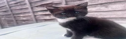 Mixed Breed cats for sale: Adorable kitten available for sale. - Advert 2