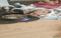 Shih Tzu dogs for sale: 🐾 Amazing Purebred Shih Tzu Puppies Crawley 🐾 - Advert 17