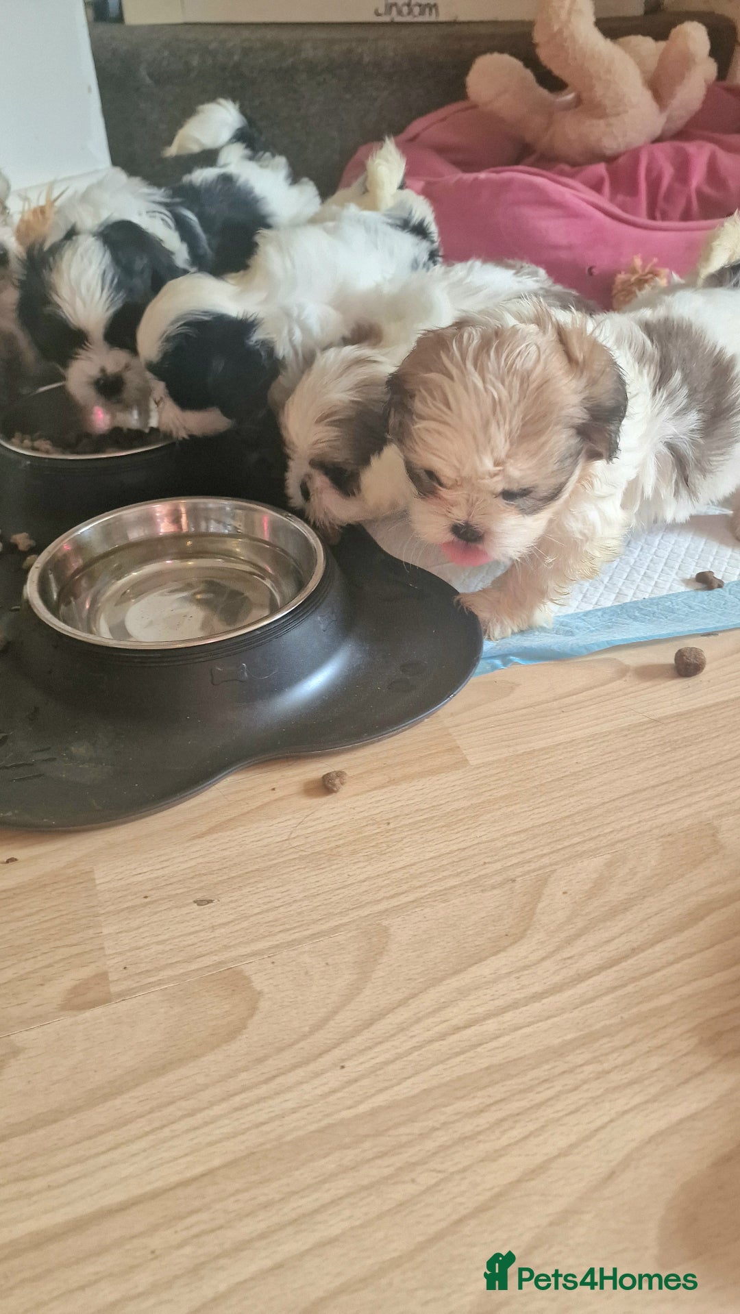 Shih Tzu dogs for sale: 🐾 Amazing Purebred Shih Tzu Puppies Crawley 🐾 - Advert 17