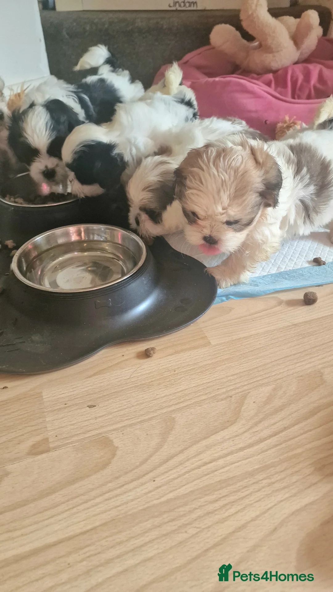 Shih Tzu dogs for sale: 🐾 Amazing Purebred Shih Tzu Puppies Crawley 🐾 - Advert 17