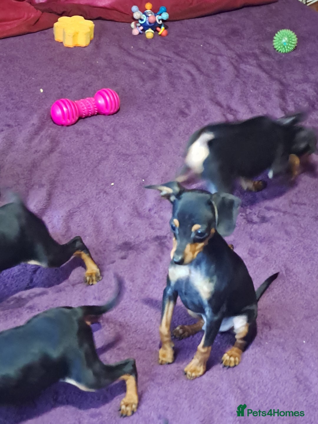 Miniature Pinscher dogs for sale: Miniature Pinscher Puppies 🐾   - Advert 18