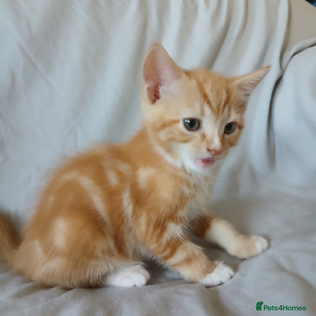 Mixed Breed cats for sale: READY NOW 4 male kittens looking for forever homes - Image 5