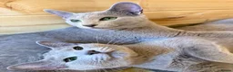 Russian Blue cats for sale: *TOP* Quality TICA Pedigree Russian Blue Kittens  - Advert 2