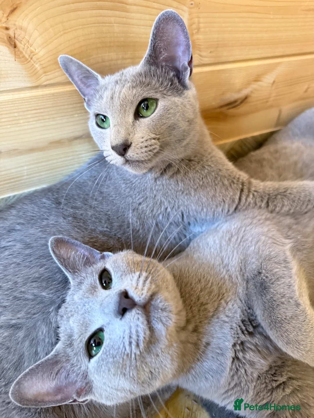 Russian Blue cats for sale: *TOP* Quality TICA Pedigree Russian Blue Kittens  - Advert 2