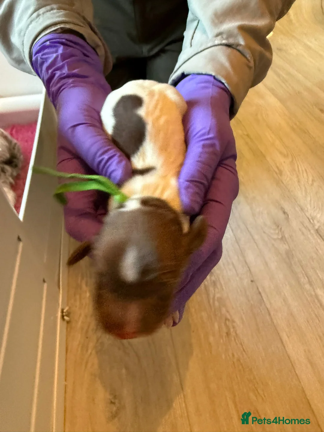 English Springer Spaniel dogs for sale:  Health tested Springer Spaniel puppies - Advert 25