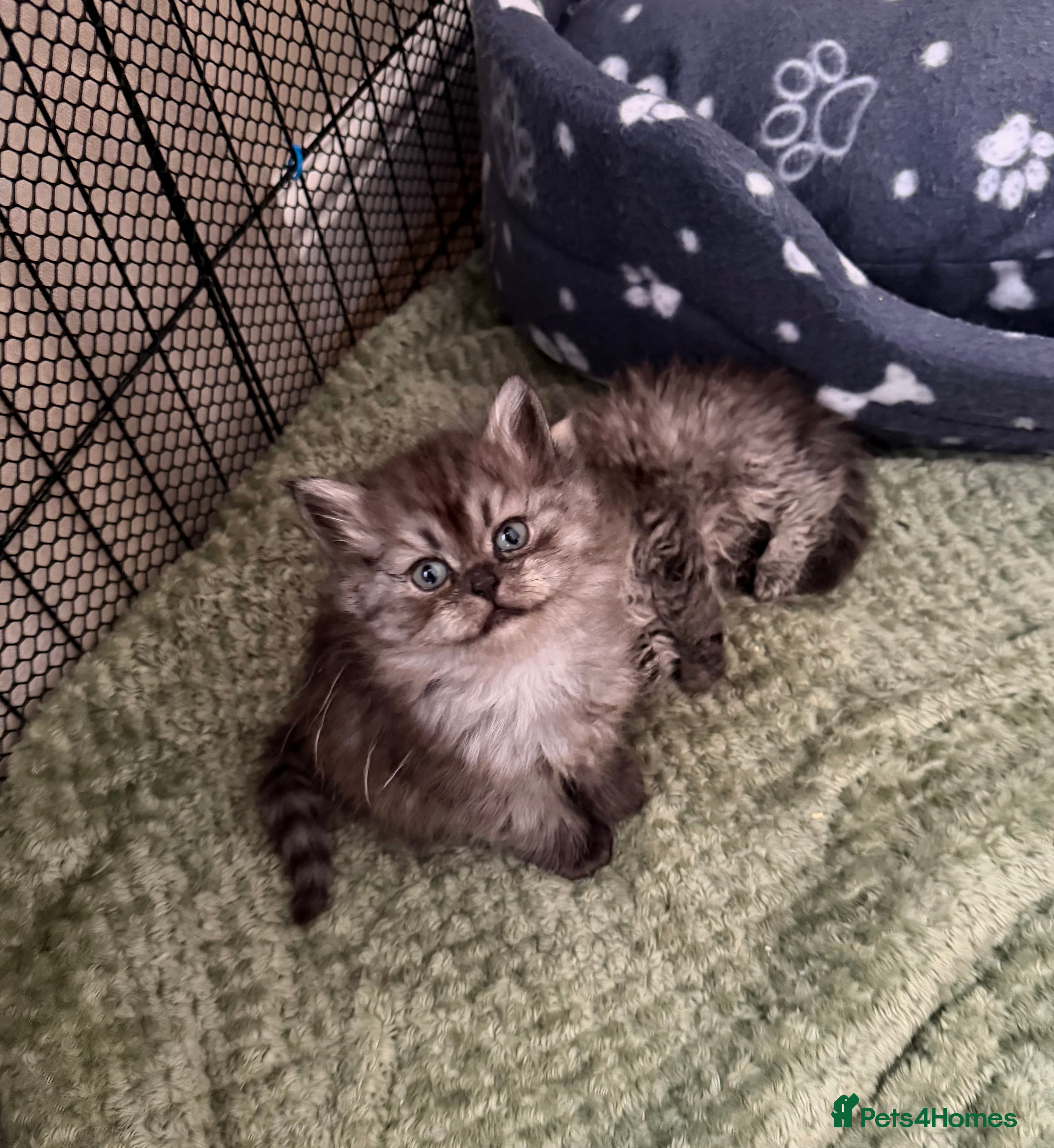 Persian cats Last 1 remaining - Chinchilla Persian Kittens  - Advert 6