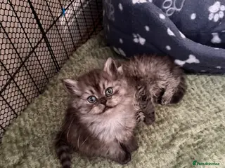 Persian cats Last 1 remaining - Chinchilla Persian Kittens - Advert 6
