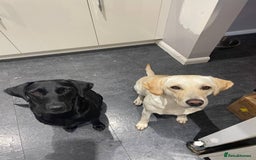 Labrador Retriever dogs for sale: Equal parts adventure and sofa buddies (Labradors) - Image 20