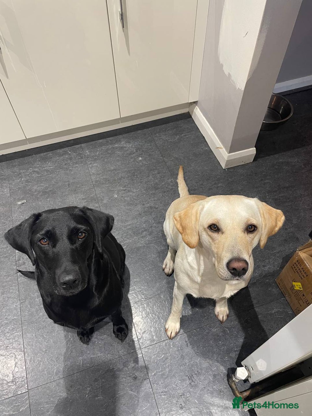 Labrador Retriever dogs for sale: Equal parts adventure and sofa buddies (Labradors) - Image 20