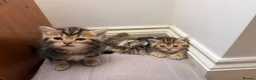 Persian cats for sale: 5 Persian X kittens available from 9th May - Advert 1