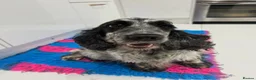 Cocker Spaniel dogs for sale: Stunning show type girl available to a lovely home - Advert 5