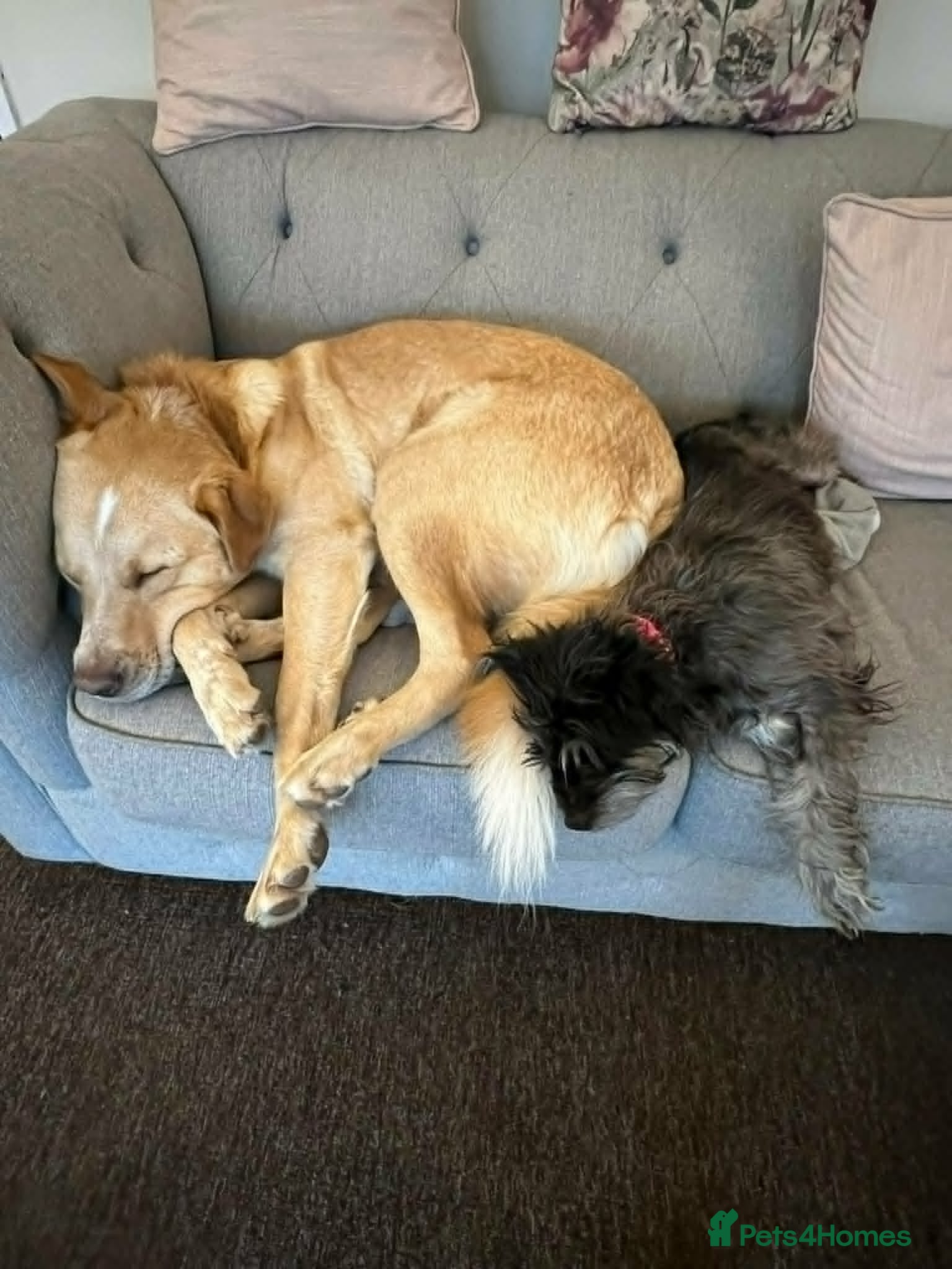 Mixed Breed dogs for adoption:  Finn – 3-Year-Old, Gentle Giant, Boy in Newport Pagnell - Advert 2