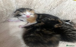 Bengal cats for sale: Rare Bengal Breed In White and Grey Ginger - Image 1