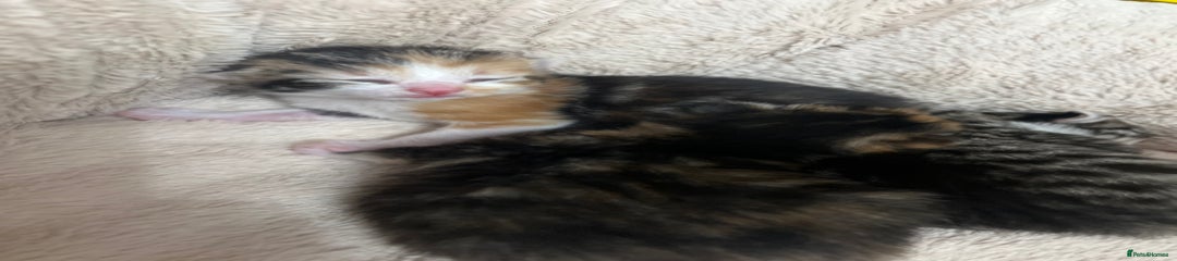 Bengal Kitten 2