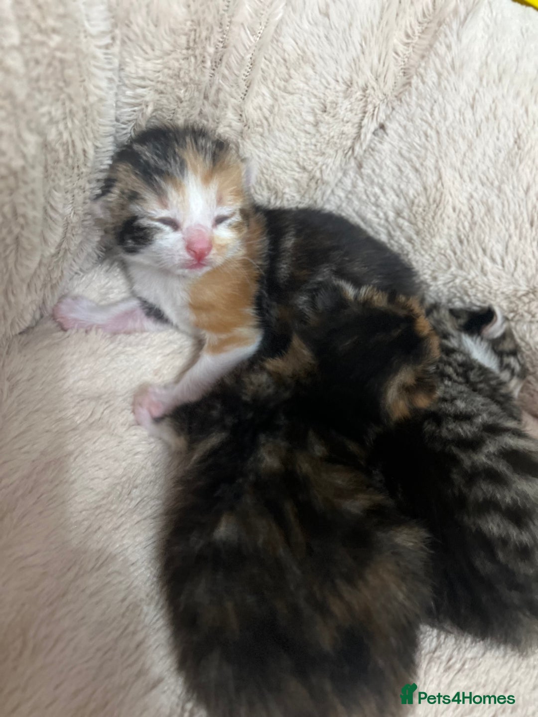 Bengal cats for sale: Rare Bengal Breed In White and Grey Ginger - Image 1