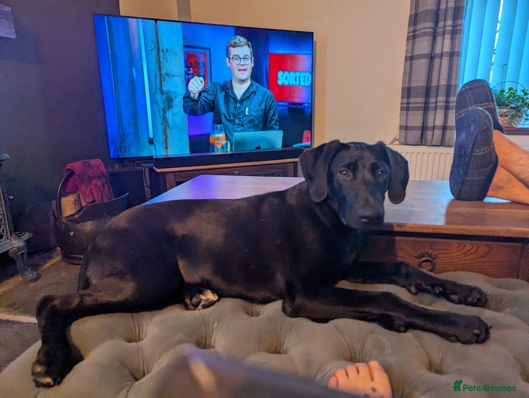 Mixed Breed dogs for adoption: Lando Labrador cross  - Advert 2