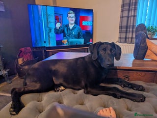 Mixed Breed dogs Lando Labrador cross - Advert 1