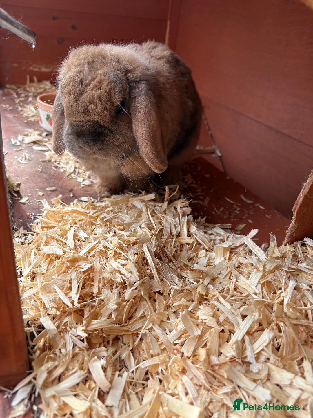 Mini Lop rabbits for sale: Male mini lop rabbit  in Stonehouse - Advert 2