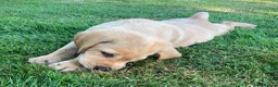 Labrador Retriever dogs for sale: KC Registered Labrador Retriever puppies  - Advert 15