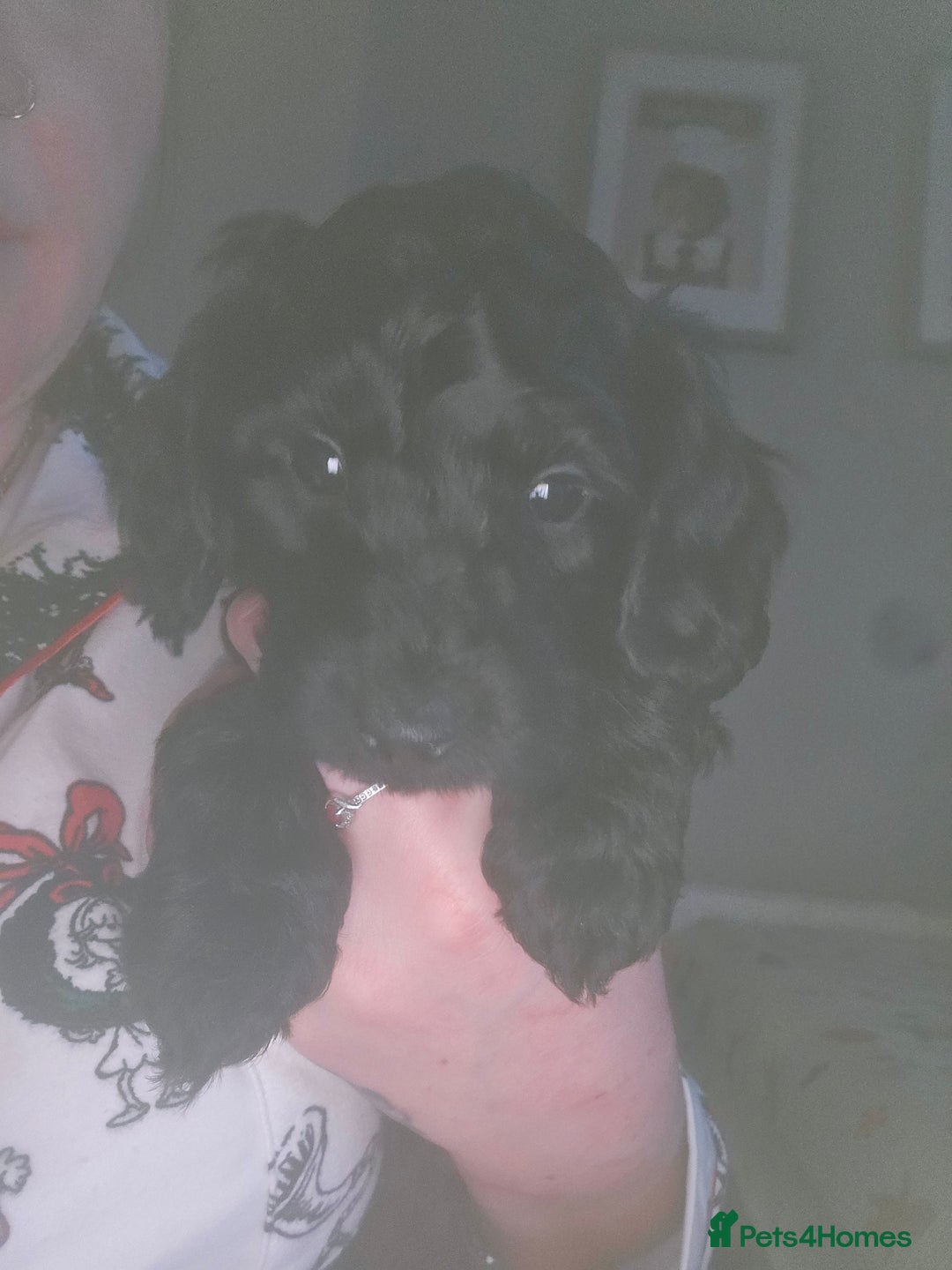 Cockapoo dogs for sale: TOY F1B COCKPOOS - Advert 1