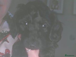 Cockapoo dogs TOY F1B COCKPOOS - Advert 1