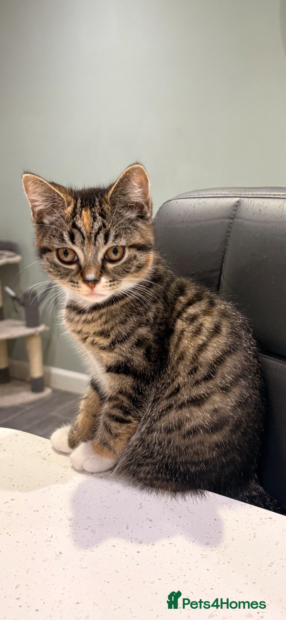 British Shorthair cats Rare Tabby Female British Shorthair. Ready to home - Advert 4