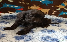 Cockapoo dogs for sale: F1 SHOW TYPE COCKAPOO BOY FROM 5* LICENCED BREEDER - Image 3