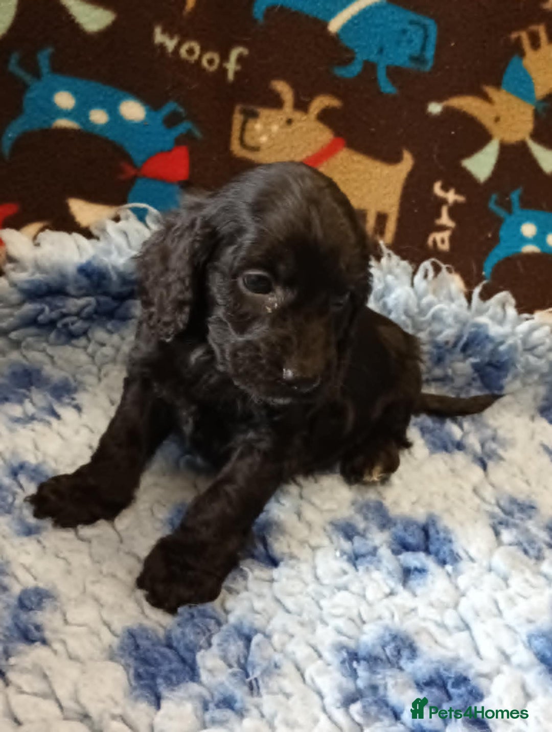 Cockapoo dogs for sale: F1 SHOW TYPE COCKAPOO BOY FROM 5* LICENCED BREEDER - Image 3