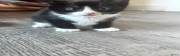 Mixed Breed cats for sale: black and white kittens  - Advert 10