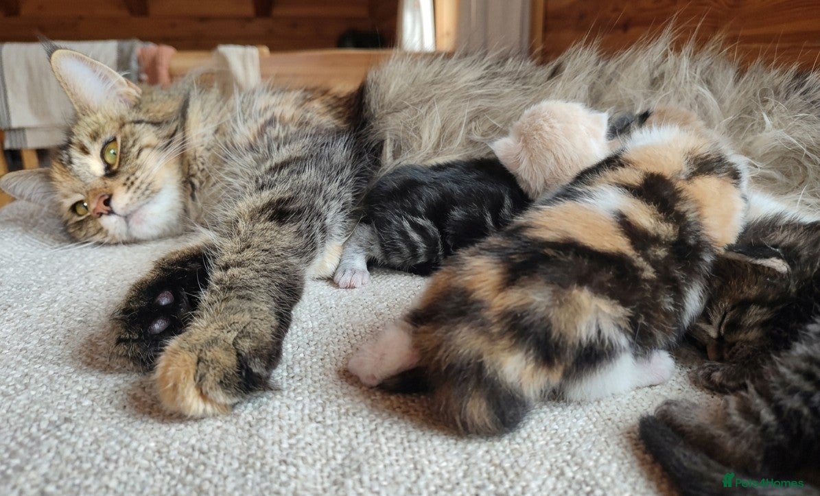 Maine Coon cats Maine coon kittens - Advert 12