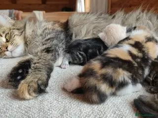 Maine Coon cats Maine coon kittens - Advert 17