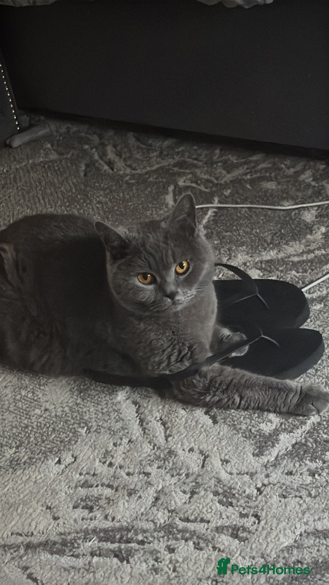 British Shorthair cats Stunning litter of British blue kittens! - Advert 5