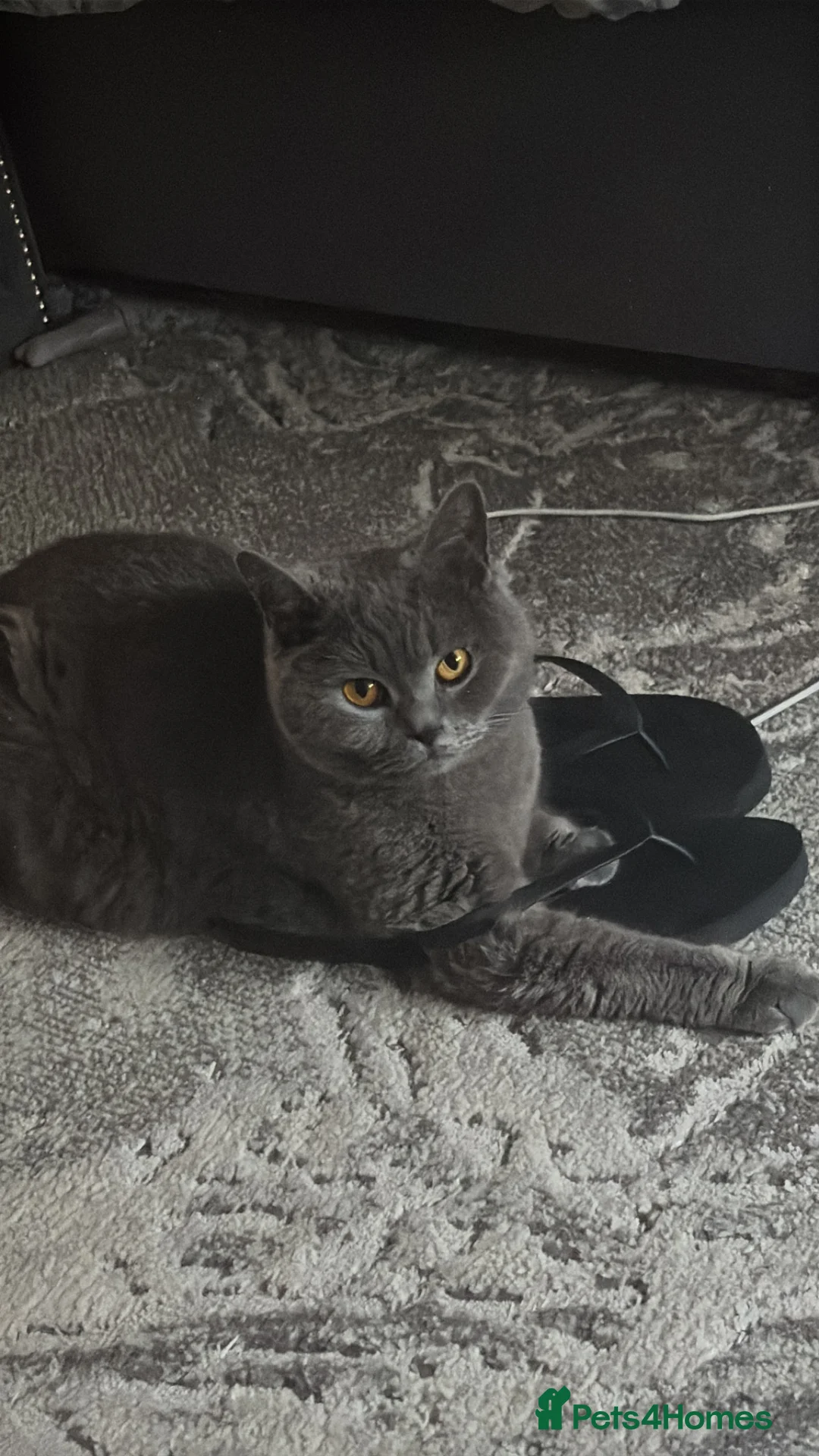 British Shorthair cats for sale: Stunning litter of British blue kittens! - Advert 1