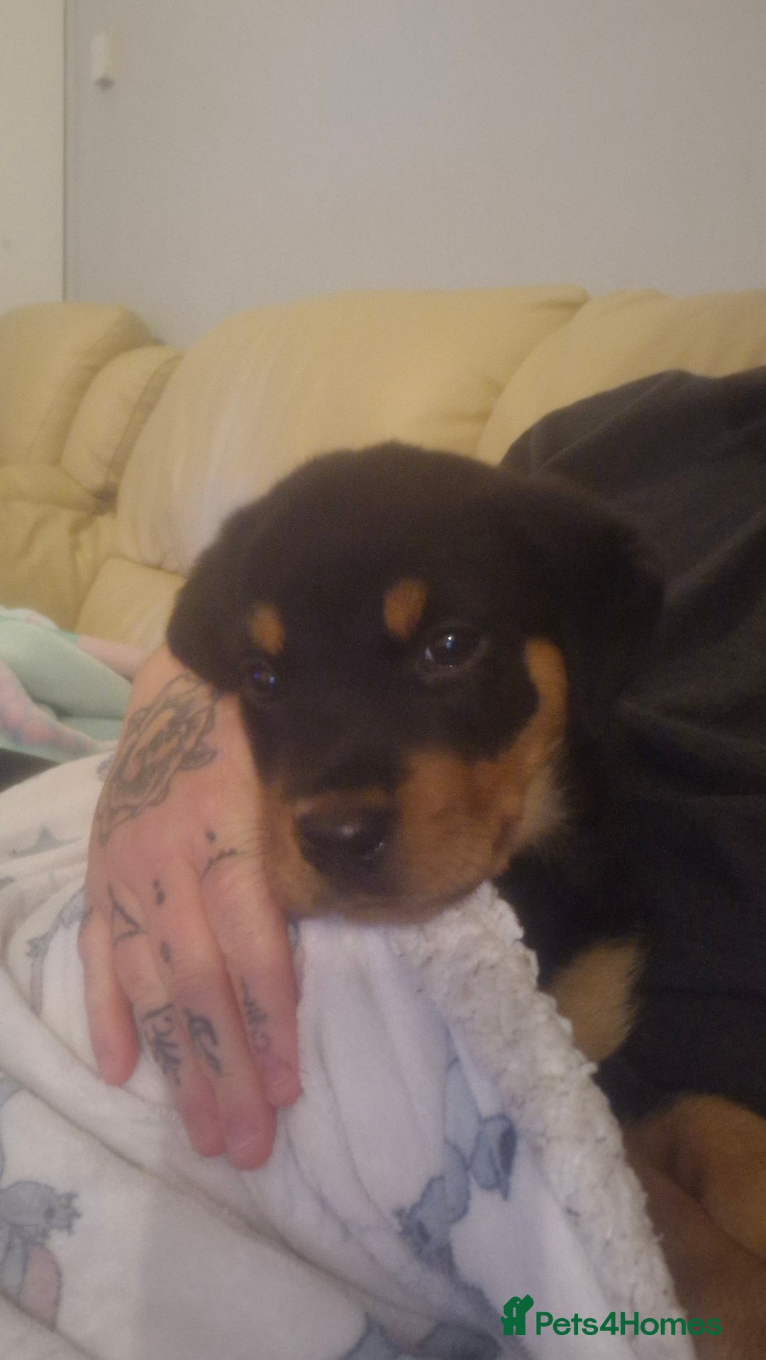 Rottweiler dogs for sale: Female rottweiler  - Advert 7