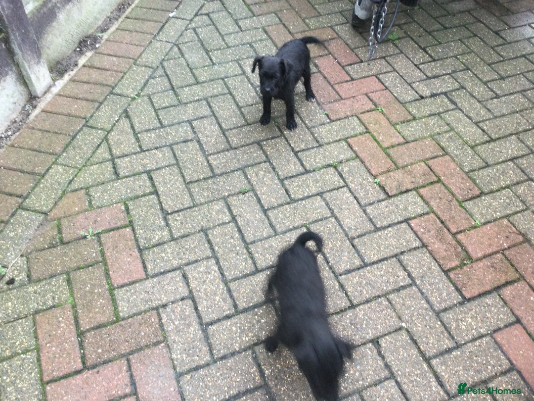Mixed Breed dogs for sale: 3/4 Patterdale 1/4 Beddlington Pups for sale - Advert 5