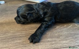 Maltipoo dogs for sale: Beautiful cheeky maltipoo, ball of fluff - Image 15