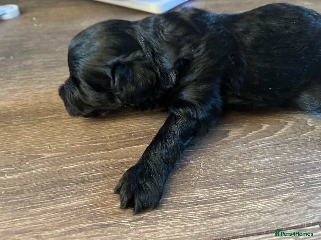 Maltipoo dogs for sale: Beautiful cheeky maltipoo, ball of fluff - Image 15