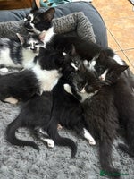 Mixed Breed cats Beautiful Black and White Kittens - Advert 2