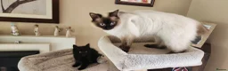 Mixed Breed cats for sale: Beautiful Ragdoll Cross Kitten Ready Now - Advert 4
