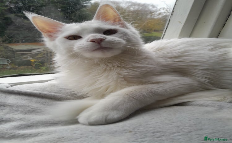 Maine Coon cats Solid white girl TICA maine coon - Advert 14