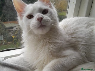 Maine Coon cats Solid white girl TICA maine coon - Advert 11