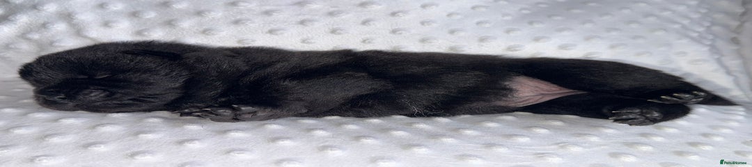 Black girl yellow collar 