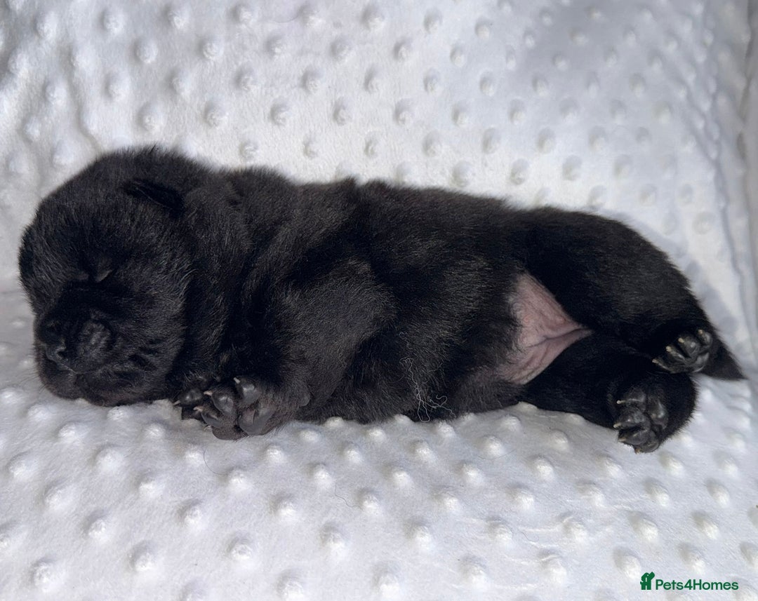 Chow Chow dogs for sale: Quality chow chow pups - Image 6