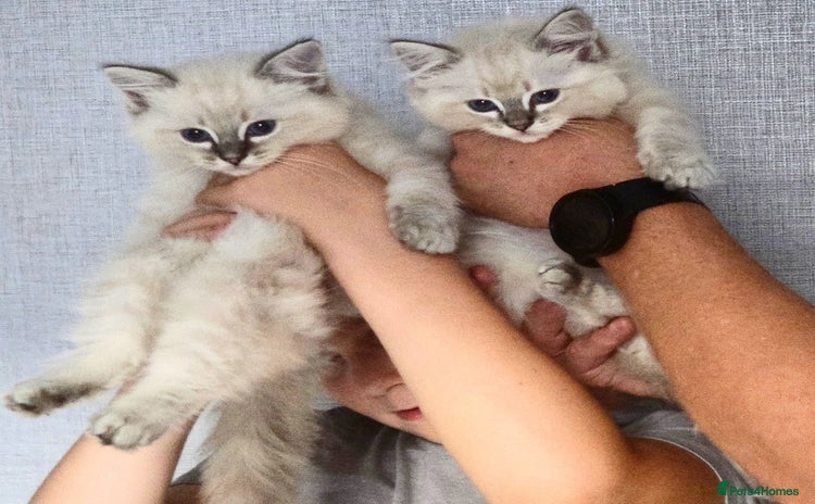 Ragdoll cats - Advert 16