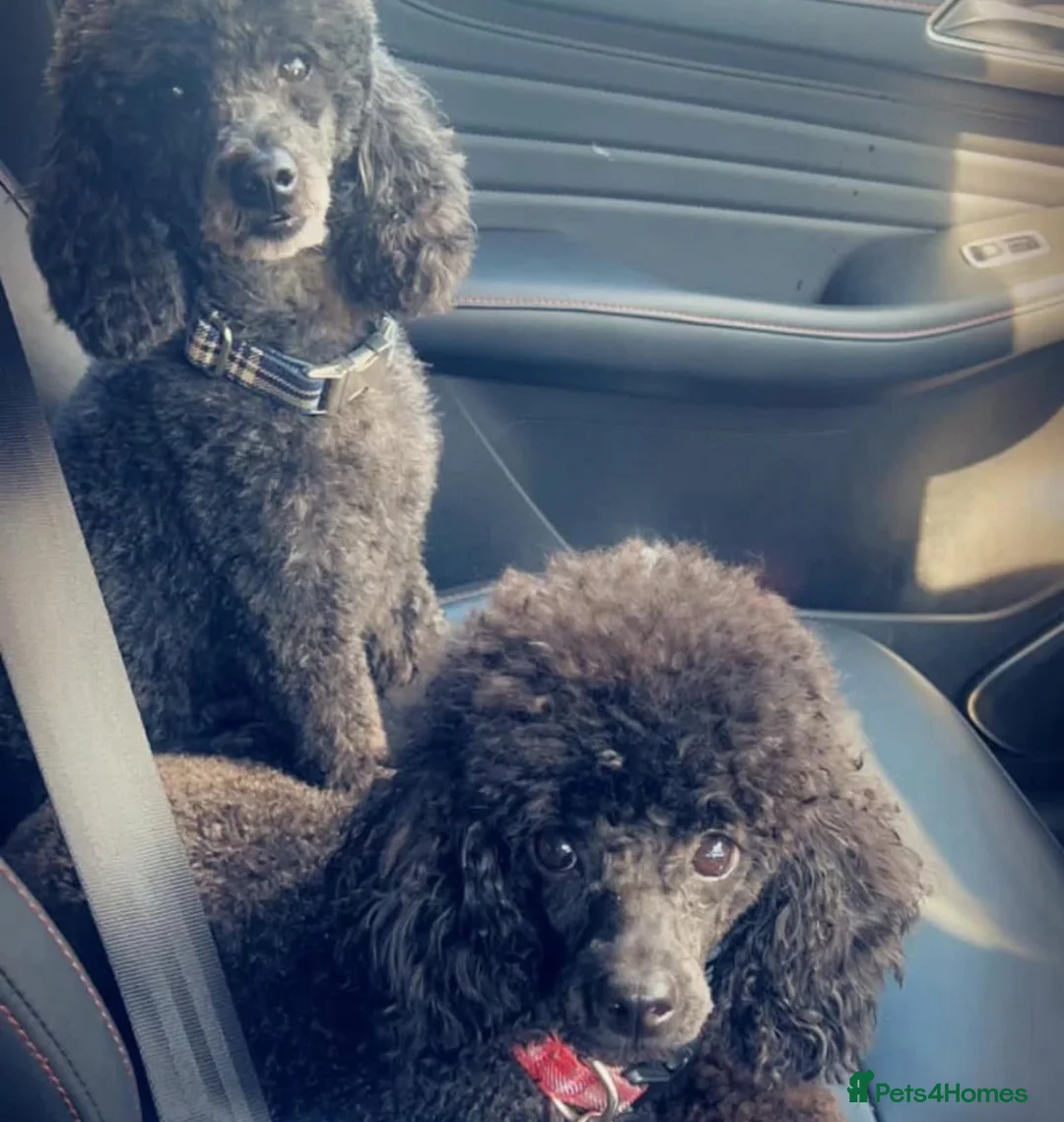 Toy Poodle dogs for sale: Exceptional Toy Poodle Puppies Champion Bloodline - Advert 1