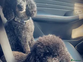 Toy Poodle dogs Exceptional Toy Poodle Puppies Champion Bloodline - Advert 3