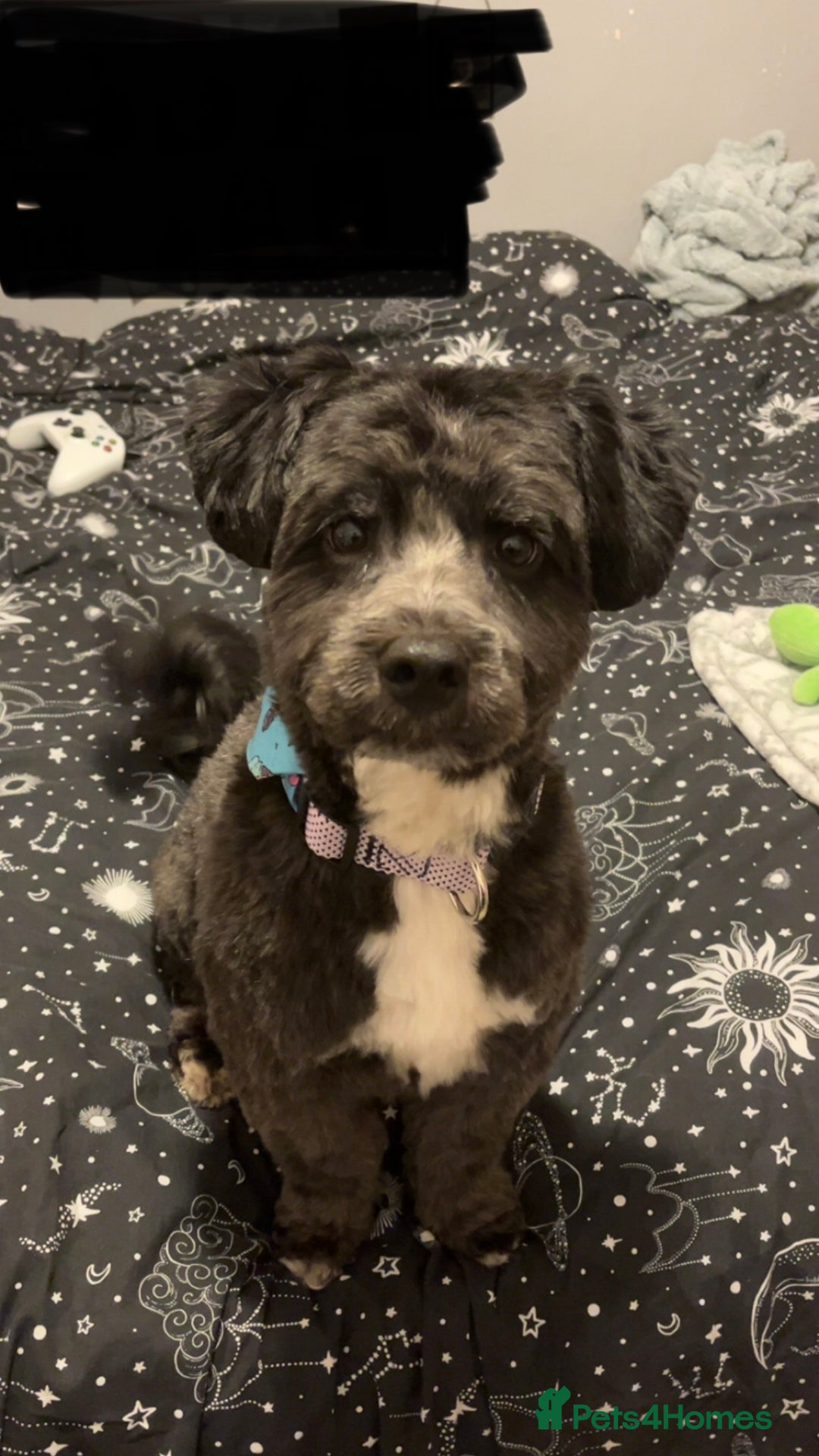 Jackapoo dogs for sale: Teddys needs a home - Advert 1